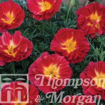 California Poppy Cherry Swirl Seeds - Eschscholzia californica