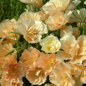 Pavot de Californie Peach Sorbet - Eschscholzia californica 