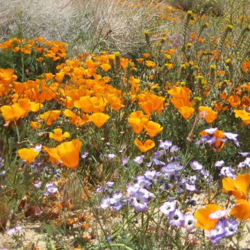 California Poppy Sun Shades Seeds - Eschscholzia mexicana