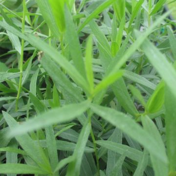 True Tarragon - Artemisia dracunculus