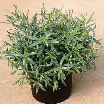 True tarragon plants - Artemisia dracunculus