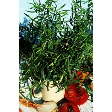 Russian Tarragon - Artemisia redowksi