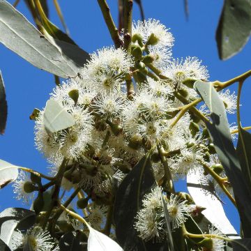 Eucalyptus aggregata