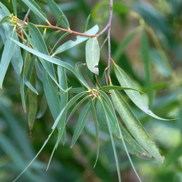 Eucalyptus approximans