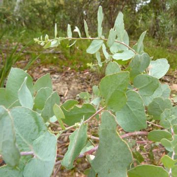 Eucalyptus bridgesiana