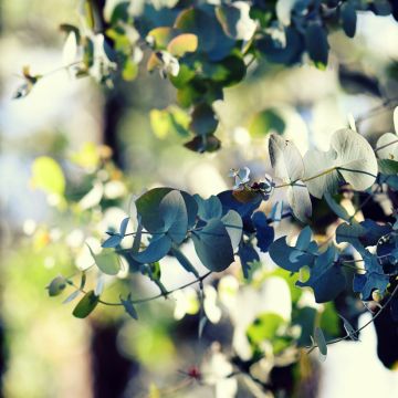 Eucalyptus cinerea Silver Dollar