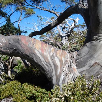 Eucalyptus coccifera