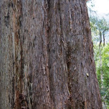 Eucalyptus delegatensis subsp. tasmaniensis