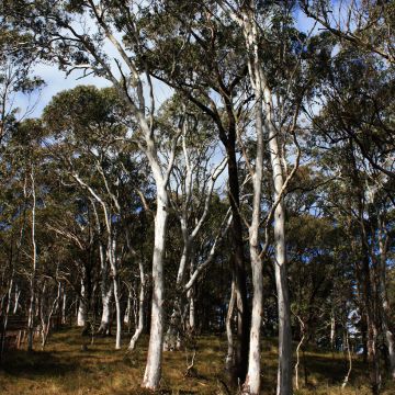 Eucalyptus elliptica