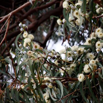 Eucalyptus globulus