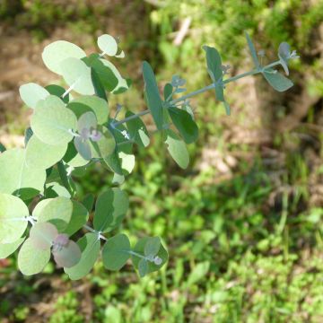 Eucalyptus goniocalyx Dwarf form