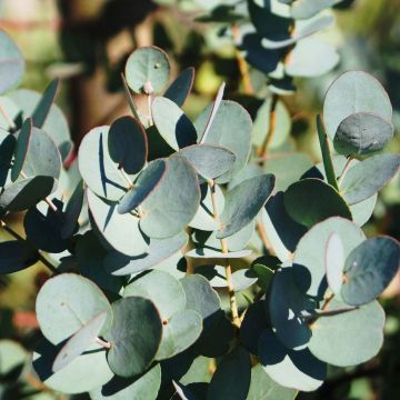 Eucalyptus gunnii Azura