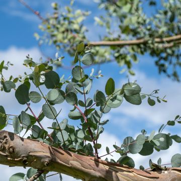 Eucalyptus gunnii subsp. divaricata