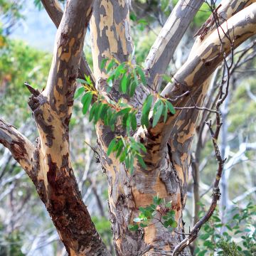 Eucalyptus pauciflora subsp. pauciflora Adaminaby