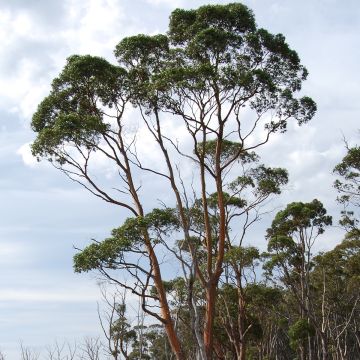 Eucalyptus rodwayi