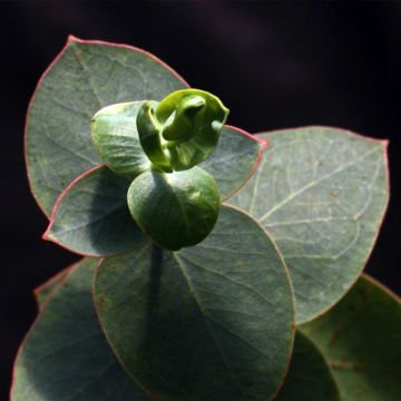 Eucalyptus sturgissiana