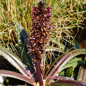 Eucomis wandermerwei Freckles - Pineapple flower