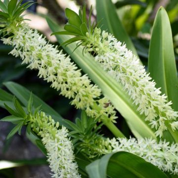 Eucomis Playa Blanca - Pineapple flower