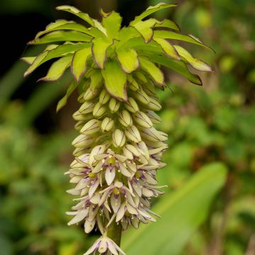 Eucomis bicolor - Variegated pineapple lily