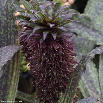 Eucomis vandermerwei Octopus - Pineapple flower