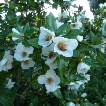 Eucryphia x intermedia Rostrevor