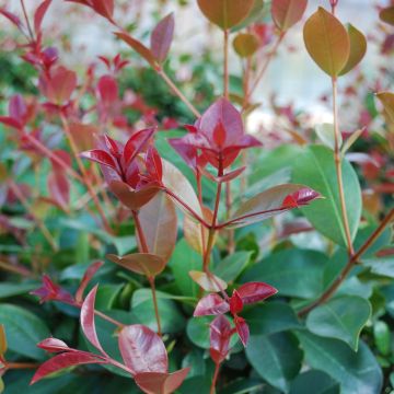 Eugenia uniflora Etna Fire