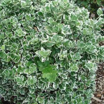 Euonymus fortunei Emerald Gaiety - Spindle