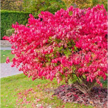 Euonymus alatus Ciliatodentatus - Winged Spindle