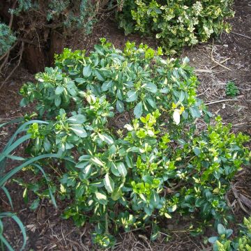 Euonymus fortunei Blondy - Spindle