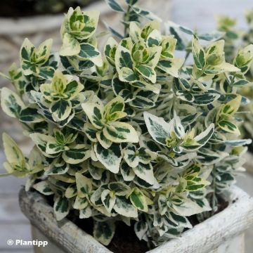 Euonymus fortunei Dans Delight - Spindle