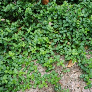 Euonymus fortunei Minimus - Spindle