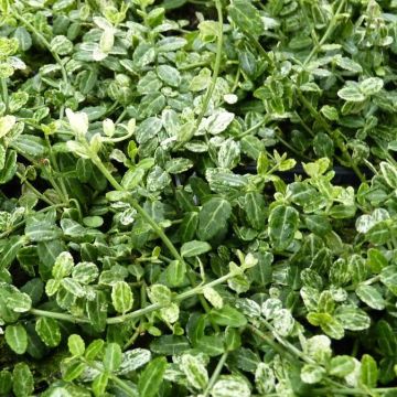 Euonymus fortunei Silverstone - Spindle