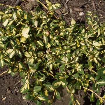 Euonymus fortunei Sunspot - Spindle