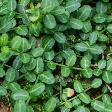 Euonymus fortunei Tustin - Spindle