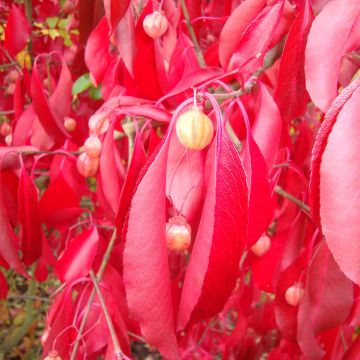 Euonymus grandiflorus Red Wine - Spindle