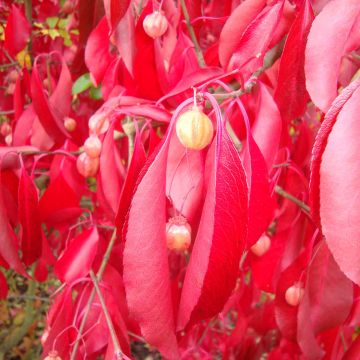 Euonymus grandiflorus  Red Wine