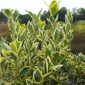 Euonymus japonicus Bravo - Japanese Spindle