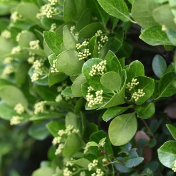 Euonymus japonicus - Japanese Spindle