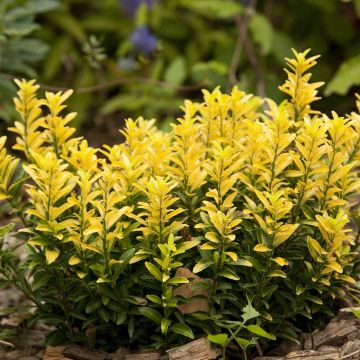 Euonymus japonicus Happiness - Japanese Spindle