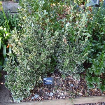 Euonymus japonicus Kathy - Japanese Spindle