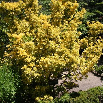 Euonymus japonicus Ovatus Aureus - Japanese Spindle