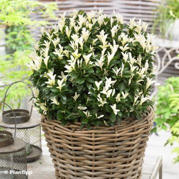 Euonymus japonicus Paloma Blanca - Japanese Spindle