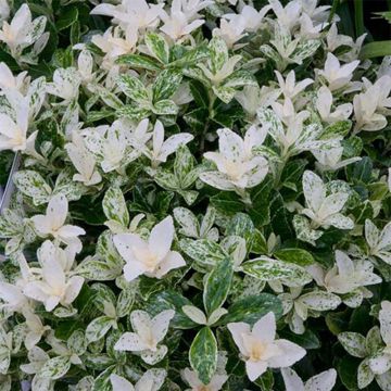 Euonymus japonicus Pierrolino - Japanese Spindle