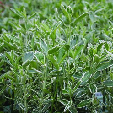 Euonymus japonicus Suzanne - Japanese Spindle