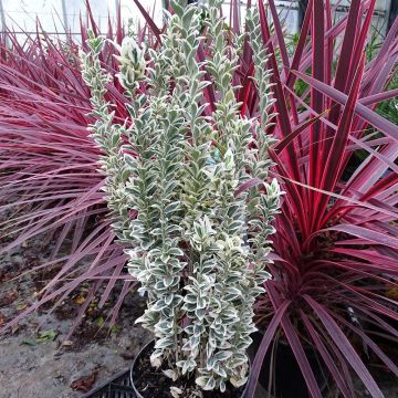 Euonymus japonicus White Spire - Japanese Spindle