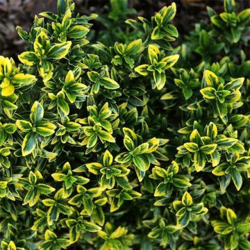 Euonymus japonicus micr. Aureovariegatus - Fusain du Japon panaché.