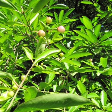 Euonymus myrianthus - Fusain de Chine 