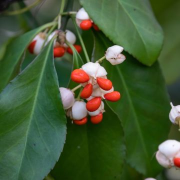 Euonymus tonkinensis - Spindle