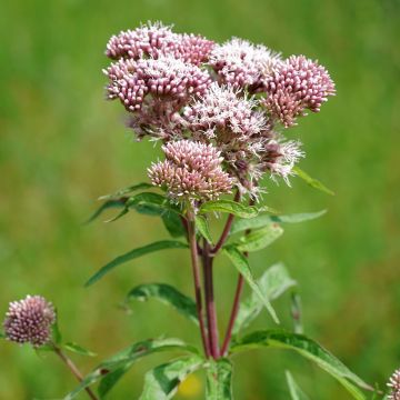 Eupatorium cannabinum Plenum