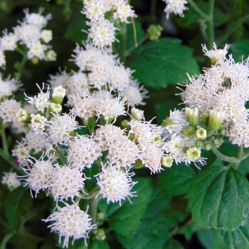 Eupatorium rugosum Lucky Melody